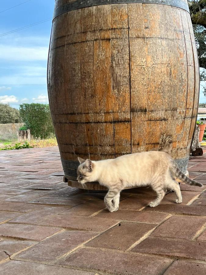 Aproveite O Sabor Do Alentejo *